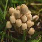 mushroom, autumn, coprinellus micaceus-7585279.jpg