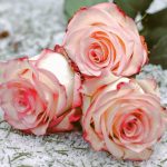 rose, flowers, love-7595619.jpg